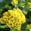 Senecio Mikanioides Vivero Multiplant