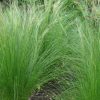 Stipa tenuissima | Vivero Multiplant