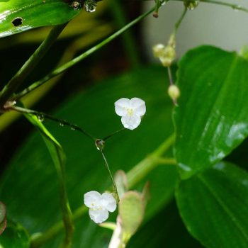 Tradescantia | Vivero Multiplant