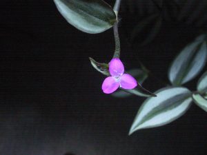 Zebrina Pendula | Vivero Multiplant