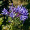 Agapanthus Praecox | Vivero Multiplant