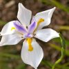 Dietes Grandiflora Vivero Multiplant