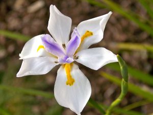 Dietes Grandiflora Vivero Multiplant