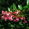 Escallonia Rubra var. Macrantha | Vivero Multiplant