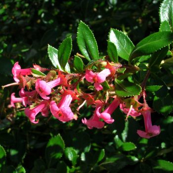 Escallonia Rubra var. Macrantha | Vivero Multiplant