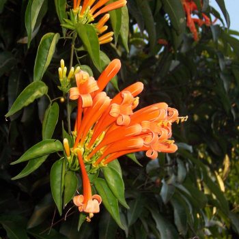 Pyrostegia Venusta | Vivero Multiplant