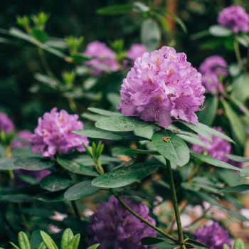 Rododendro Vivero Multiplant