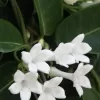 Stephanotis floribunda | Vivero Multiplant