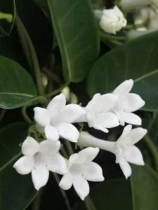 Stephanotis floribunda | Vivero Multiplant