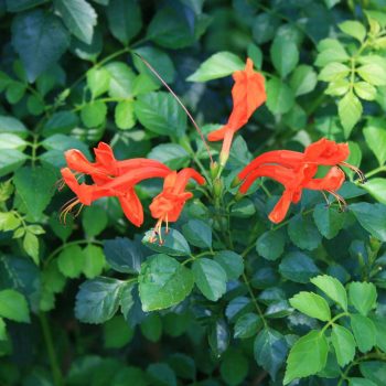 Tecoma Capensis Vivero Multiplant