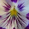 Viola Tricolor Nana | Viveros Multiplant