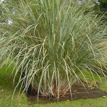 Paspalum    bol - 30