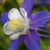 Aquilegia caerulea | Vivero Multiplant