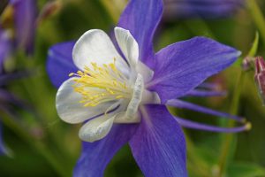 Aquilegia caerulea | Vivero Multiplant