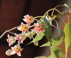 Brachichito Rosa | Vivero Multiplant