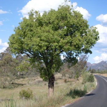 Brachychiton Populneus | Vivero Multiplant