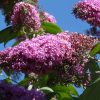 Buddleja davidii | Vivero Multiplant