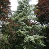 Cedrus deodara - Vivero Multiplant