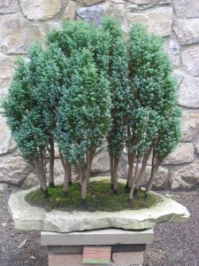 Chamaecyparis lawsoniana Ellwoodii | Vivero Multiplant