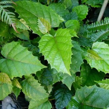 Cissus antárctica Viveros Multiplant