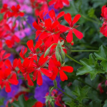 Hiedra Cardenal Viveros Multiplant