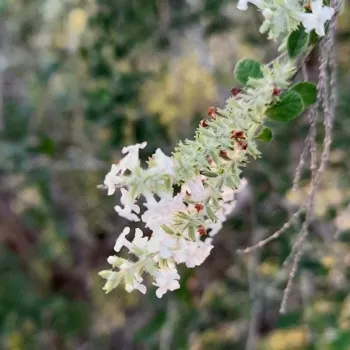 Ilan Ilan | Vivero Multiplant