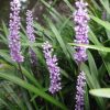 Liriope Muscari | Vivero Multiplant