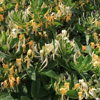 Lonicera Verde | Vivero Multiplant