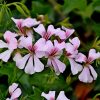 Pelargonium Pelatum Viveros Multiplant