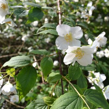 Philadelphus Coronarius | Vivero Multiplant