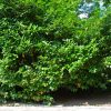 Prunus Laurocerasus | Vivero Multiplant