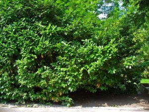 Prunus Laurocerasus | Vivero Multiplant