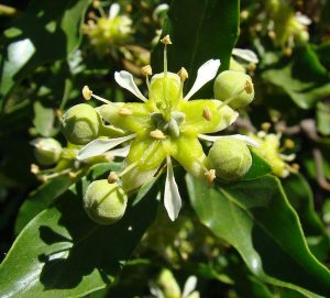 Quillaja Saponaria | Vivero Multiplant