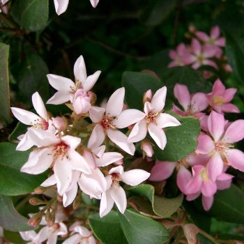 Rhaphiolepis Umbellata | Vivero Multiplant