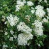 Spiraea Japónica | Vivero Multiplant