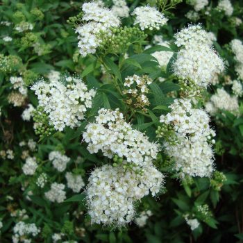 Spiraea Japónica | Vivero Multiplant