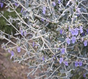 Teucrium Fruticans | Vivero Multiplant