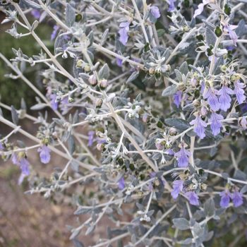 Teucrium Fruticans | Vivero Multiplant