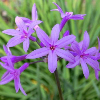 Tulbaghia Flor del Ajo | Vivero Multiplant