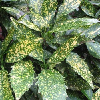 Aucuba Variegada bol-35