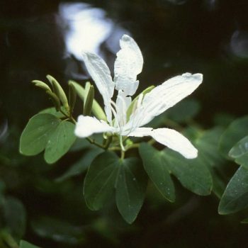 Bauhinia Forficata Vivero Multiplant