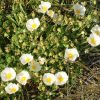 Cistus salviifolius - Viveros Multiplant