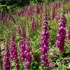 Digitalis | Vivero Multiplant