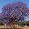 Jacarandá Vivero Multiplant