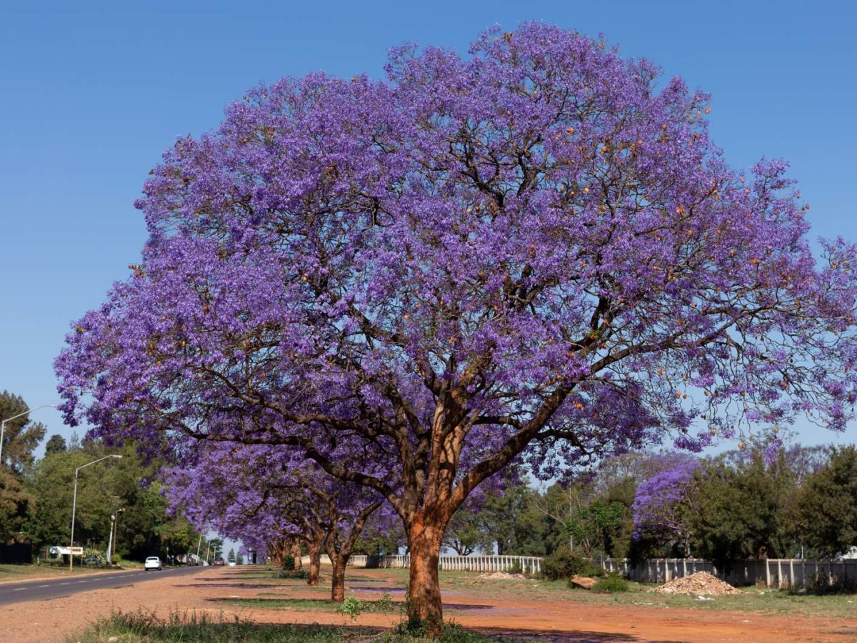 Details 100 árboles de jacaranda venta Abzlocal.mx