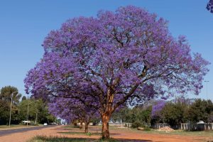 Jacarandá Vivero Multiplant