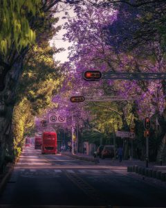 Jacarandá Vivero Multiplant