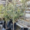 Olivo Pie Alto | Vivero Multiplant