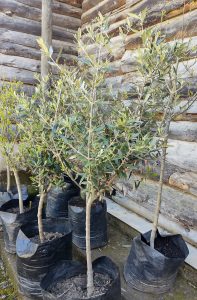 Olivo Pie Alto | Vivero Multiplant