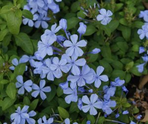 Plumbago auriculata | Vivero Multiplant